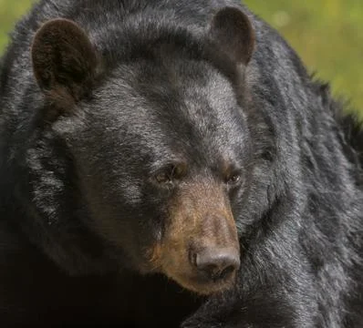 Black bear posing for a close-up Stock Photos