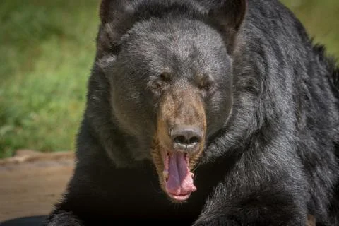 Black bear posing for a close-up Stock Photos