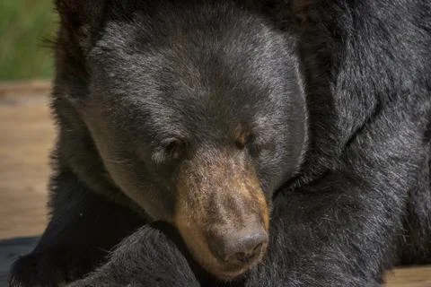 Black bear posing for a close-up Stock Photos