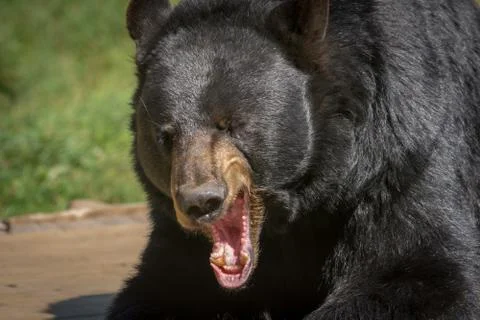 Black bear posing for a close-up Stock Photos
