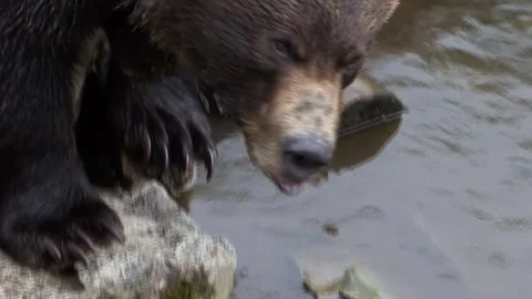 Black bear raising its head from the river after drinking water. Bear with 스톡 동영상 138920769