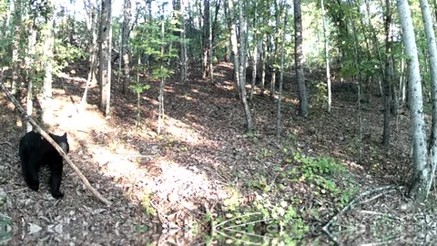 Black Bear Reacts to Camera in North Carolina Foothills Stock Footage 317922747