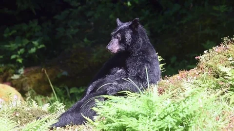 A black bear relaxing and scratching himself gets spooked by another bear  Stock Footage 83661510