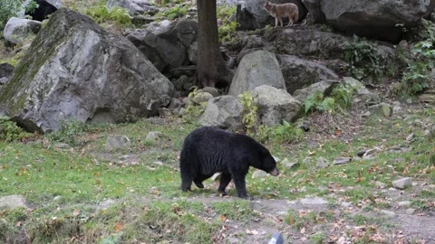 Black Bear Resting and Observing in the Wild Video stock 289572974
