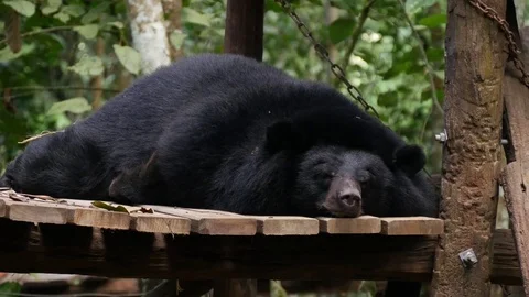Black Bear resting on the tree Stock Footage 74684198