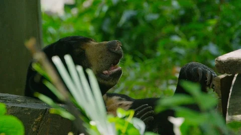 Black Bear Rests in the Shade on a Hot Afternoon Видео 87282103