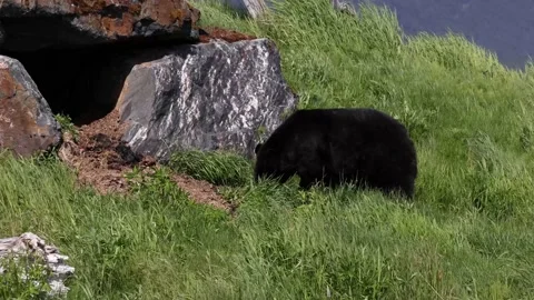 Black Bear Returns To Cave In Mountains Stock Footage 170165785