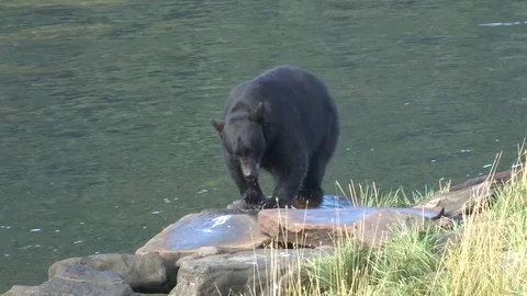 Black Bear on Rocks Stock Footage 85534355