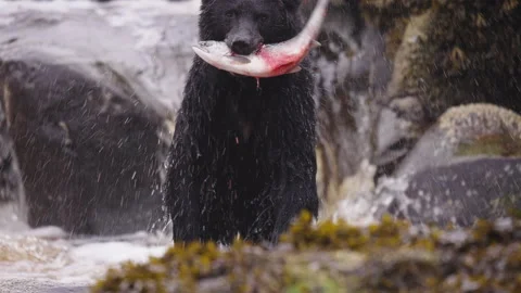 Black bear on the rocks waiting for salmon to run up the stream in British Stock Footage 323340801