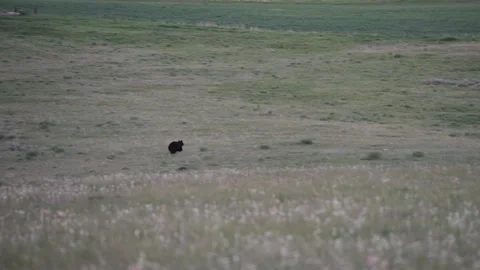 Black bear running away Video stock 194164754