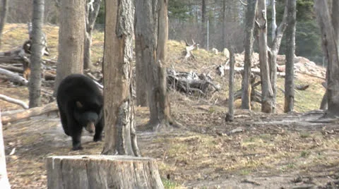 Black Bear Running Stock Footage 24234132