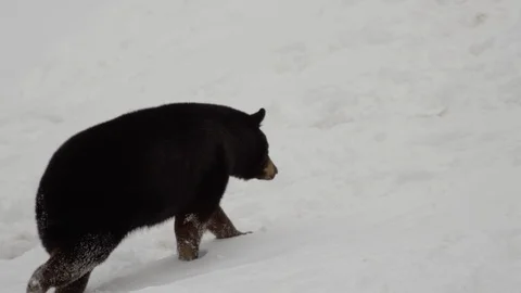 Black bear running in the snow 動画素材 87195817