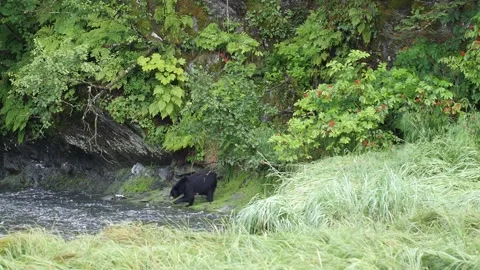 Black Bear With Salmon Stock Footage 149779786