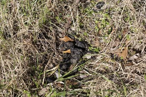 Black Bear Scat Stock Photos