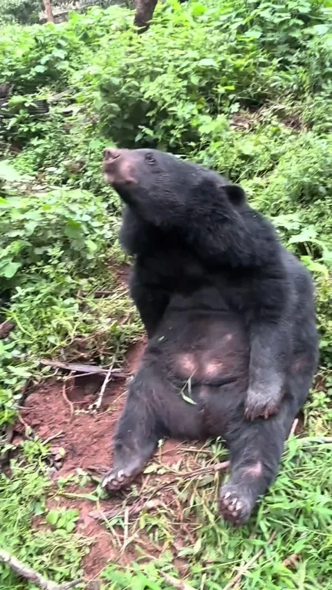 Black Bear Scratching Body Video stock 343361563