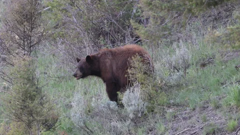 Black Bear in SDpring in Yellowstone National Park Wyoming Stock Footage 336341537