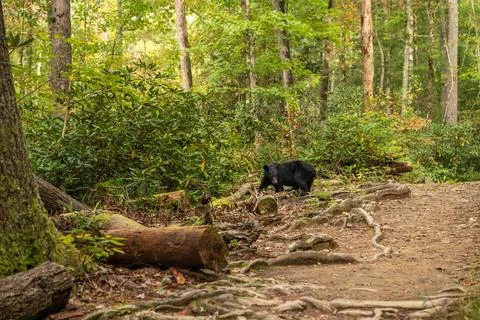 Black Bear Searches Downed Trees Along Abrams Falls Trail For Food Stock Photos