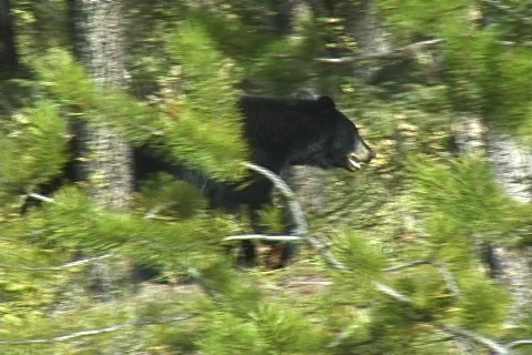 Black Bear Searching for Berries Stock Footage