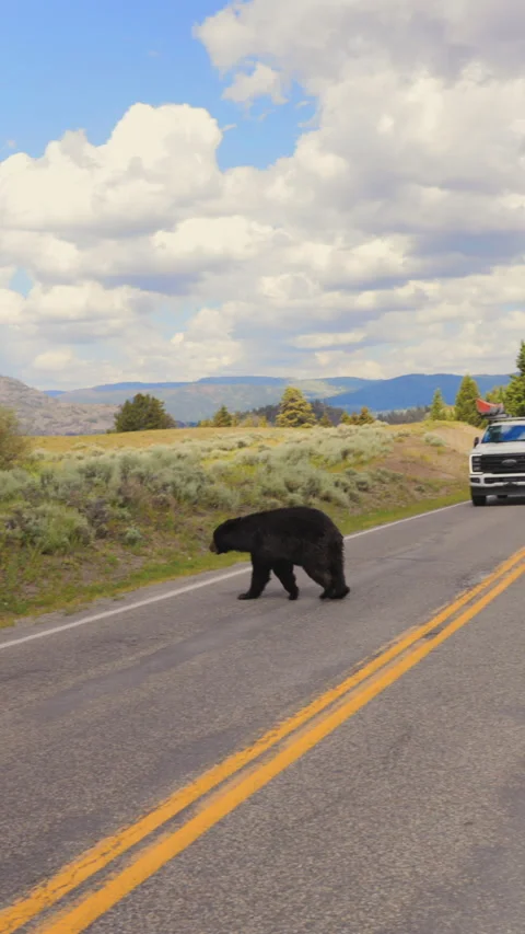 A black bear is seen majestically crossing a road in a scenic national park Stock Footage 315614729