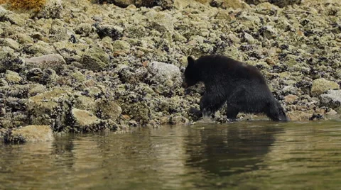 Black Bear Shaking 07 24fps 1080p Stock Footage 55015644
