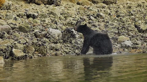 Black Bear Shaking 07 60fps SLOWED to 24fps 1080p Stock Footage 55021167