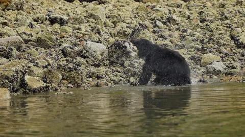 Black Bear Shaking 60fps 1080p Stock Footage 55105940