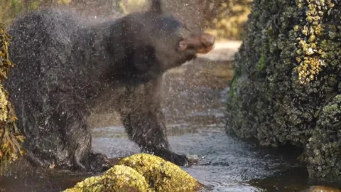 Black bear shaking water off fur while standing on mossy rocks in shallow stream Stock Footage 340861070