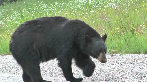 Black Bear on side road Stock Footage 884453
