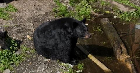 Black Bear, Sitka, Alaska.Close-up. Stock Footage 332751320