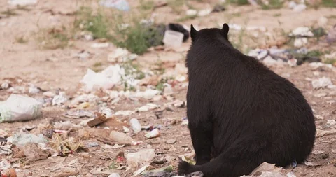 Black bear sitting and looking for food in dumping ground Stock Footage 109387440
