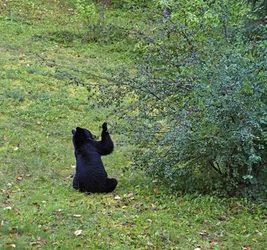 Black bear sitting down eating serviceberries in summer Stock Photos