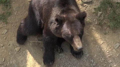 Black bear sitting eyes face looking nose front legs animal mammal close zoo Stock Footage 332647100