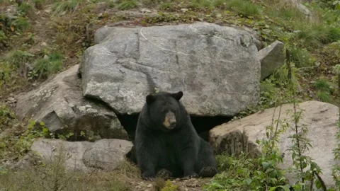 Black bear sitting in front of den looks around slomo Stock Footage 220958496