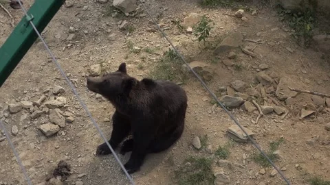 Black bear sitting front legs animal mammal captivity enclosure wires zoo Stock Footage 332647099