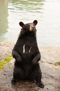 Black bear sitting up Stock Photos