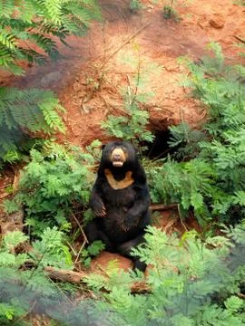 Black bear sitting Stock Photos