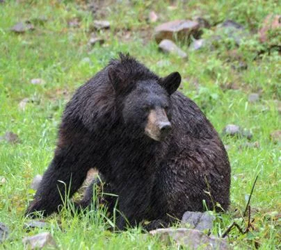 Black Bear Sitting In The Rain Stock Photos