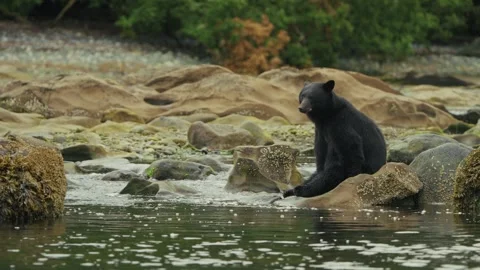 Black Bear Sitting On The Rock With Salmon Jumping Out Of The Water In The Stock Footage 321682706