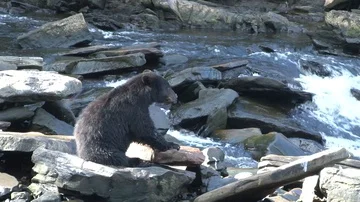 Black Bear sitting on rocks Stock Footage 85534362