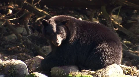 Black bear sitting on rocks next to a stream. Stock Footage 55108940