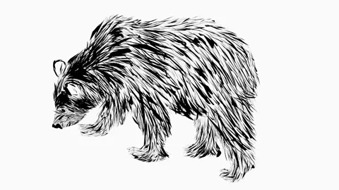 Black bear sketch animation Stock Footage 172461663