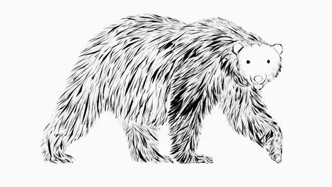 Black bear sketch animation Stock Footage 218585547