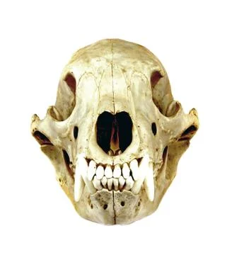 Black Bear Skull Stock Photos