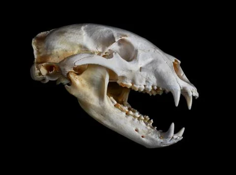 Black Bear Skull Stock Photos