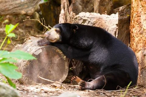 Black bear sleep on timber Stock Photos