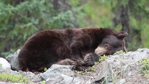 Black Bear sleeping Stock Footage 150828038