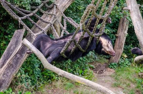 Black Bear Sleeping in the Net Stock Photos