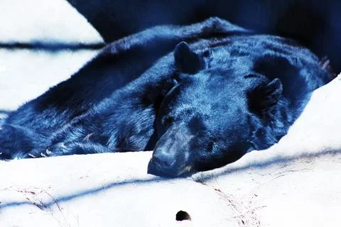 Black Bear Sleeping Stock Photos