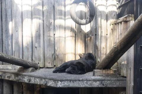 Black bear sleeping tired 写真素材