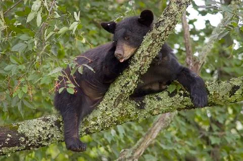 A black bear sleeping in a tree Stock Photos